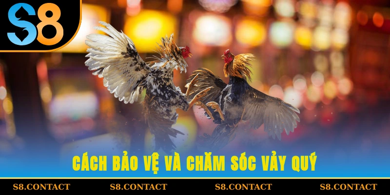 Cách bảo vệ và chăm sóc vảy quý