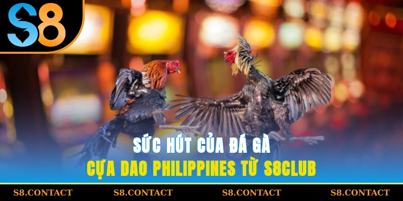 Sức hút của đá gà cựa dao Philippines từ S8Club