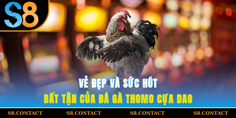 Vẻ đẹp và sức hút bất tận của đá gà Thomo cựa dao