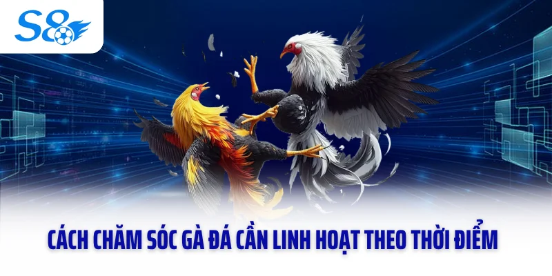 Cách chăm sóc gà đá cần linh hoạt theo thời điểm