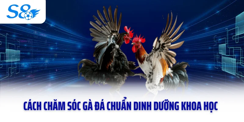 Cách chăm sóc gà đá chuẩn dinh dưỡng khoa học
