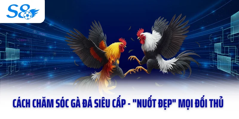Cách Chăm Sóc Gà Đá Siêu Cấp - "Nuốt Đẹp" Mọi Đối Thủ 
